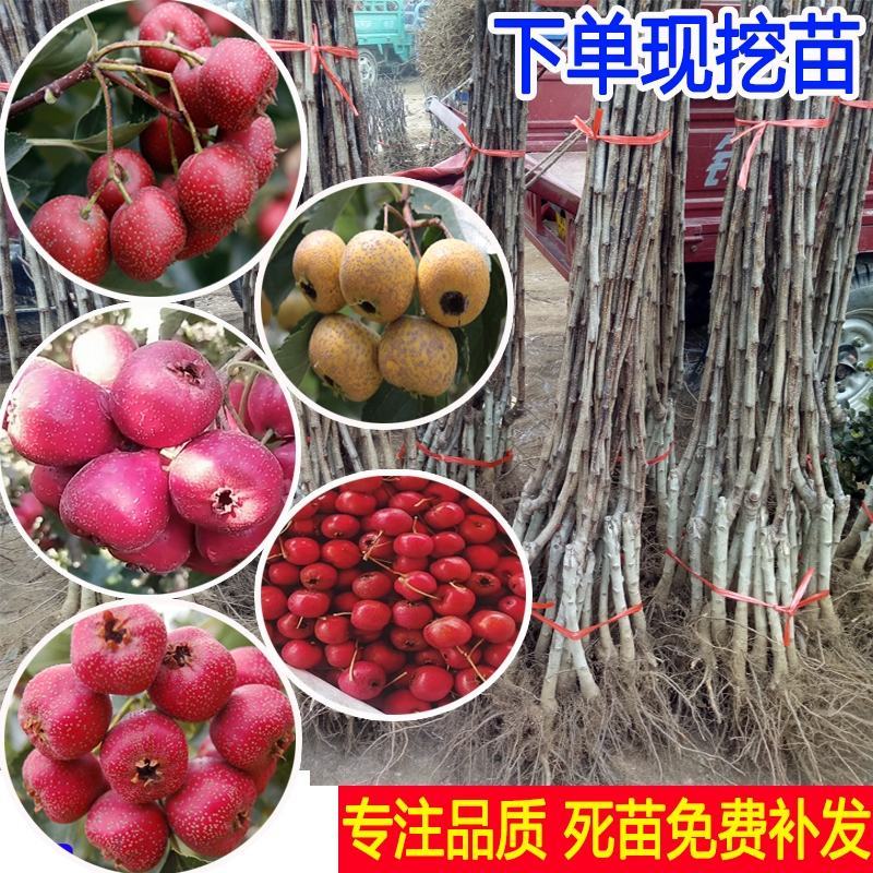 山楂苗，大金星，甜红子，大五愣山楂，基地直供，品质保证