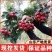 山楂苗,大金星,甜红子,大五愣山楂,基地直供,品质保证
