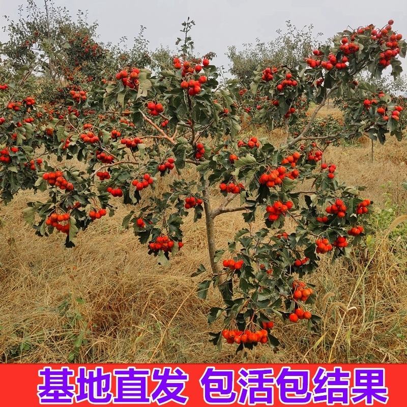 山楂苗，大金星，甜红子，大五愣山楂，基地直供，品质保证