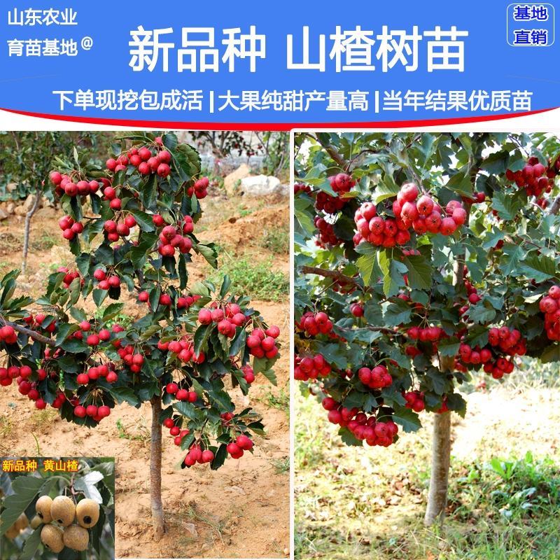 山楂苗，大金星，甜红子，大五愣山楂，基地直供，品质保证
