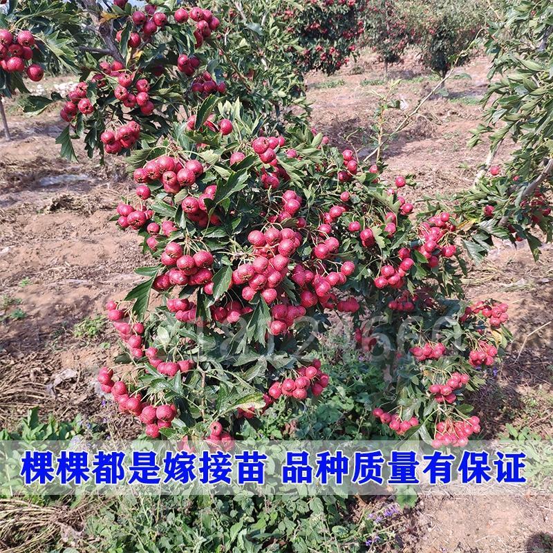 山楂苗，大金星，甜红子，大五愣山楂，基地直供，品质保证
