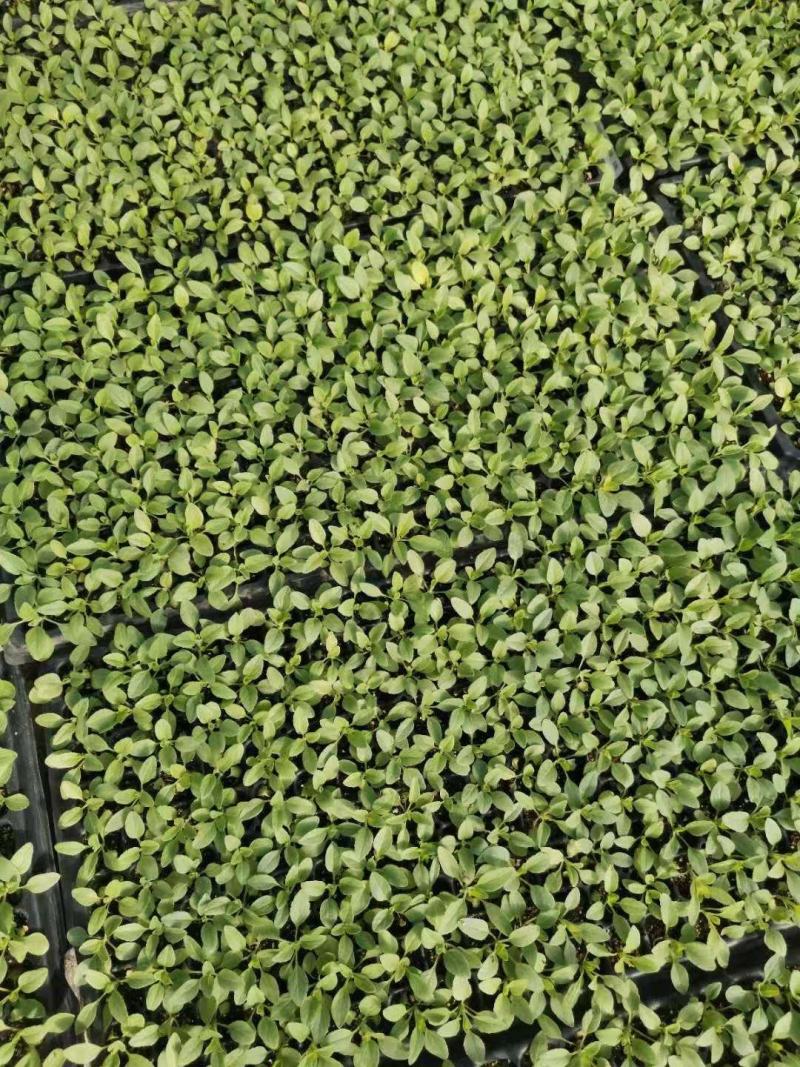 兰花鼠尾草穴盘苗，200穴盘，根系发达，郑州发货