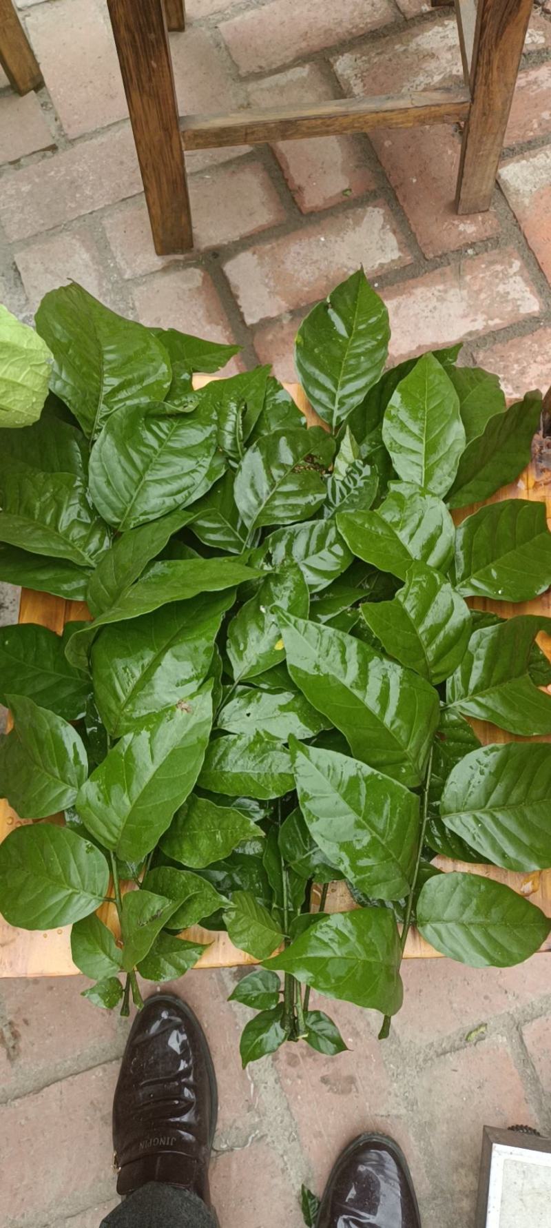 鸡心黄皮果苗，无核黄皮苗，黄皮实生苗！品种纯正假一赔十