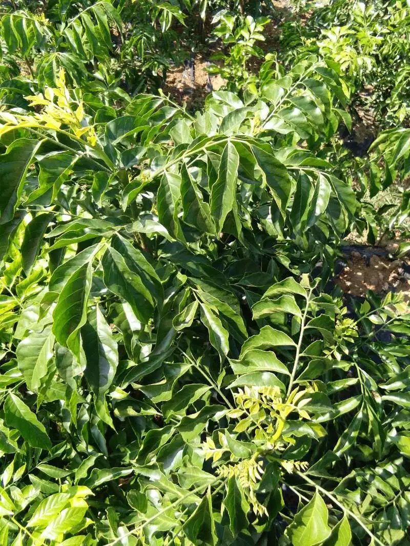 鸡心黄皮果苗，无核黄皮苗，黄皮实生苗！品种纯正假一赔十