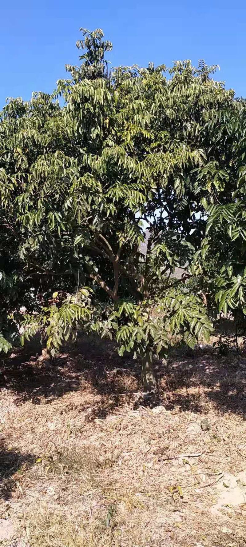 鸡心黄皮果苗，无核黄皮苗，黄皮实生苗！品种纯正假一赔十