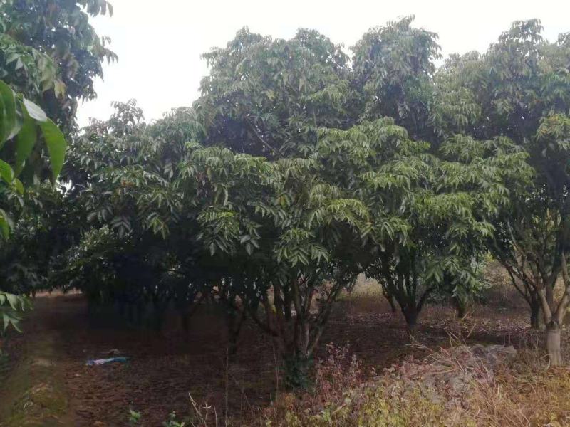 鸡心黄皮果苗，无核黄皮苗，黄皮实生苗！品种纯正假一赔十