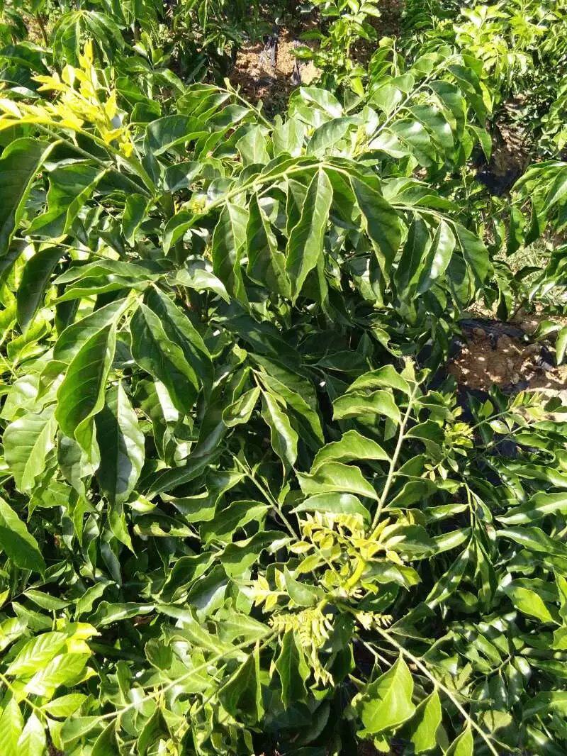 鸡心黄皮果苗，无核黄皮苗，黄皮实生苗！品种纯正假一赔十