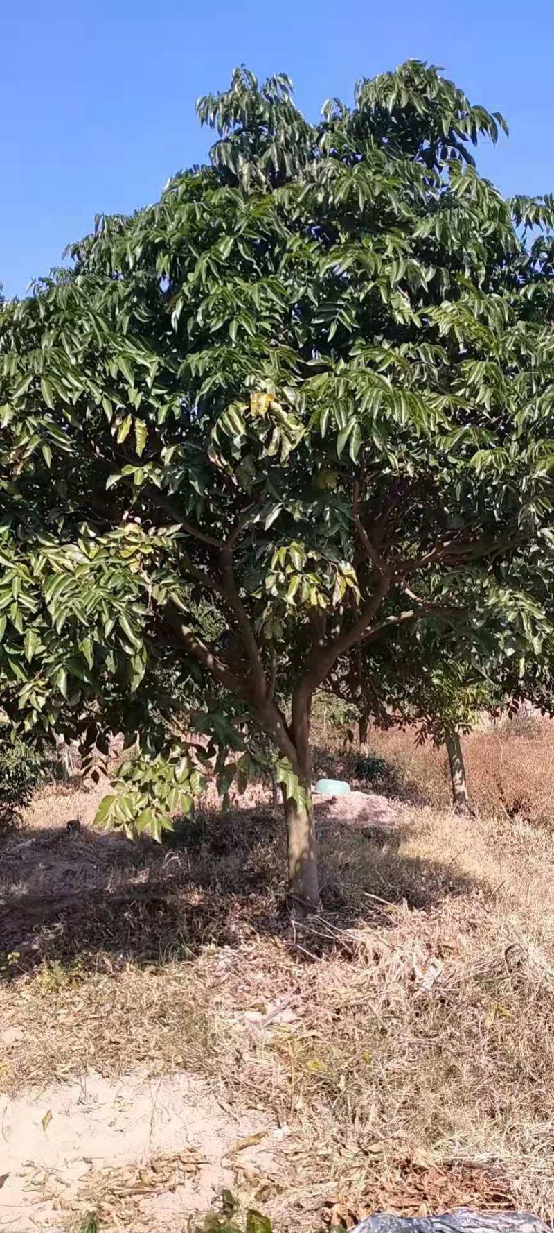 鸡心黄皮果苗，无核黄皮苗，黄皮实生苗！品种纯正假一赔十