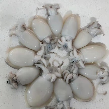 冰鲜墨鱼仔大量批发，北海发货