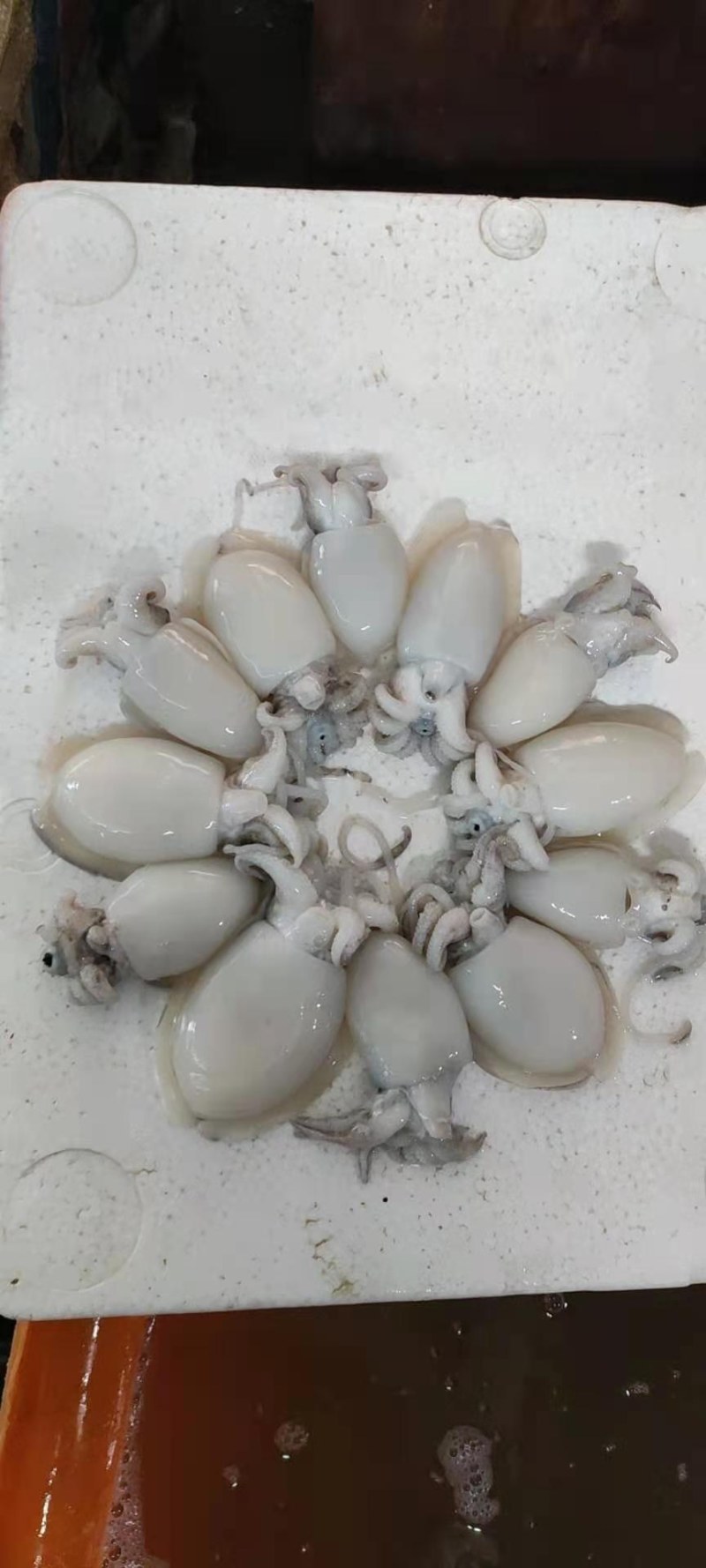 冰鲜墨鱼仔大量批发，北海发货