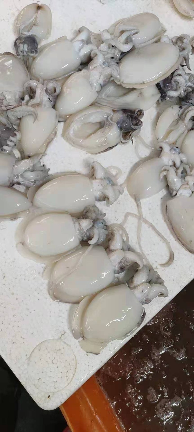 冰鲜墨鱼仔大量批发，北海发货
