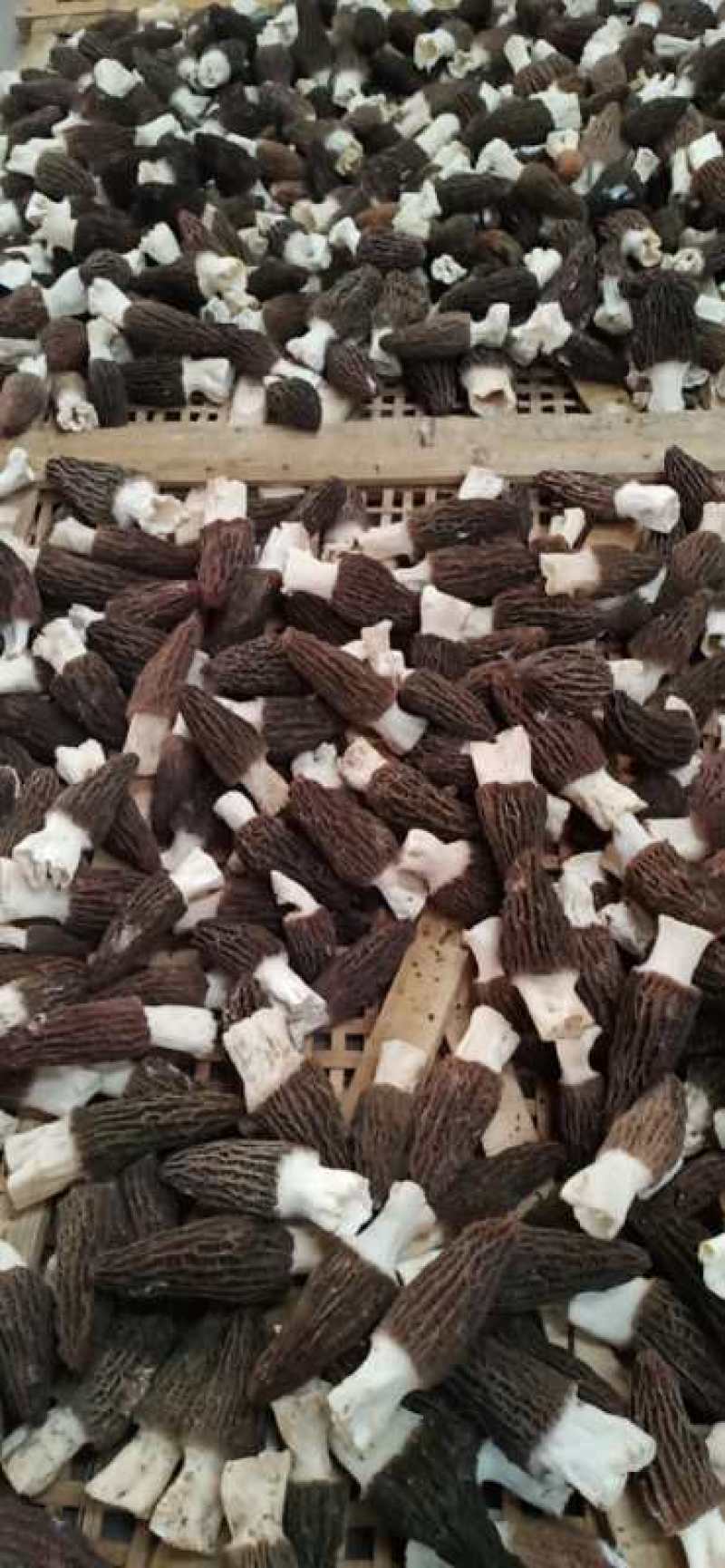 羊肚菌鲜品大量上市量大价优欢迎老板咨询基地一手货源