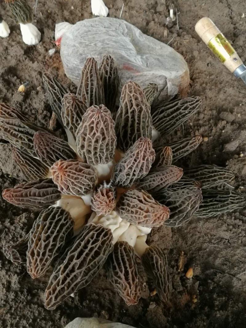 羊肚菌鲜品大量上市量大价优欢迎老板咨询基地一手货源