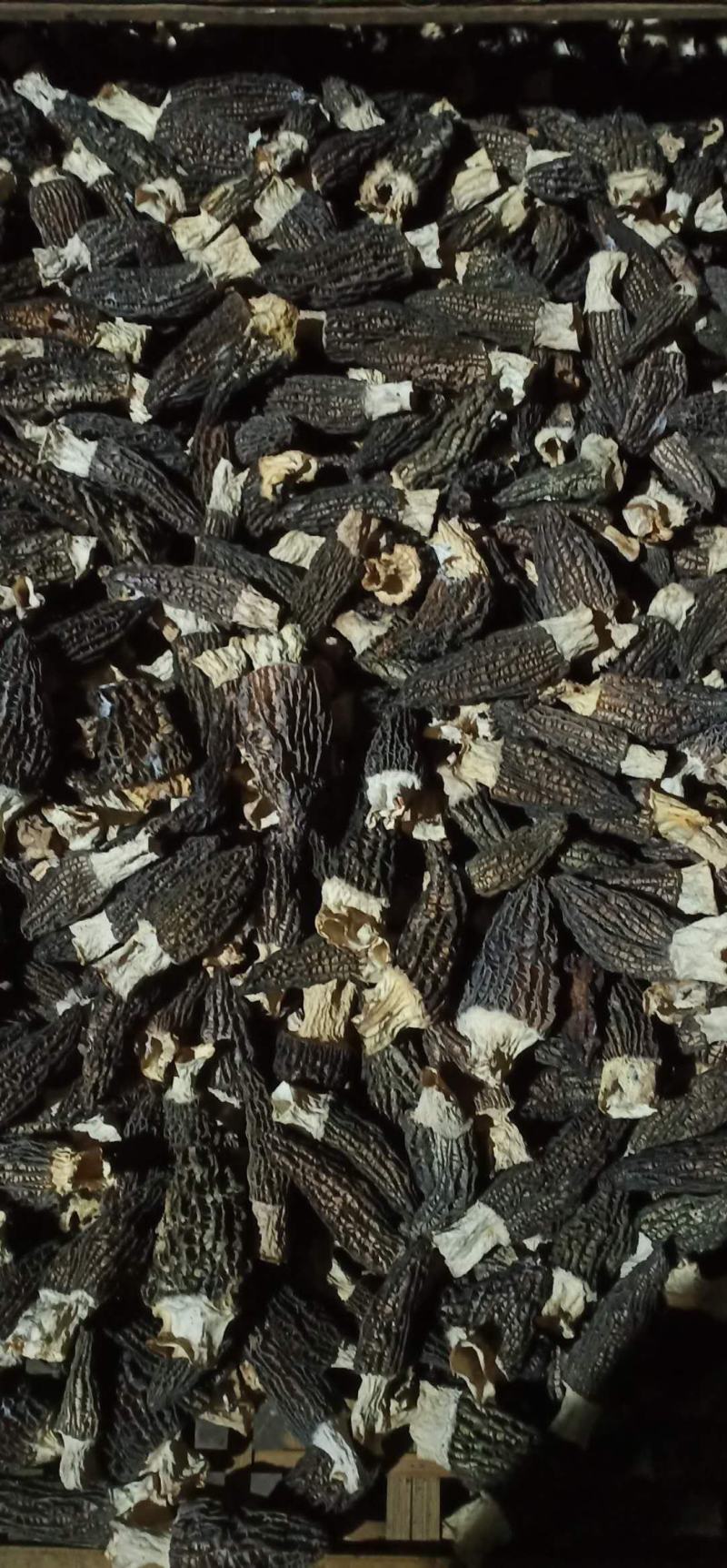 羊肚菌鲜品大量上市量大价优欢迎老板咨询基地一手货源