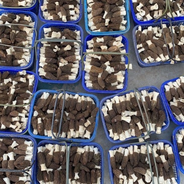 羊肚菌鲜品大量上市量大价优欢迎老板咨询基地一手货源
