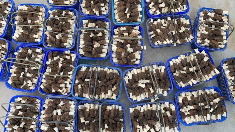 羊肚菌鲜品大量上市量大价优欢迎老板咨询基地一手货源