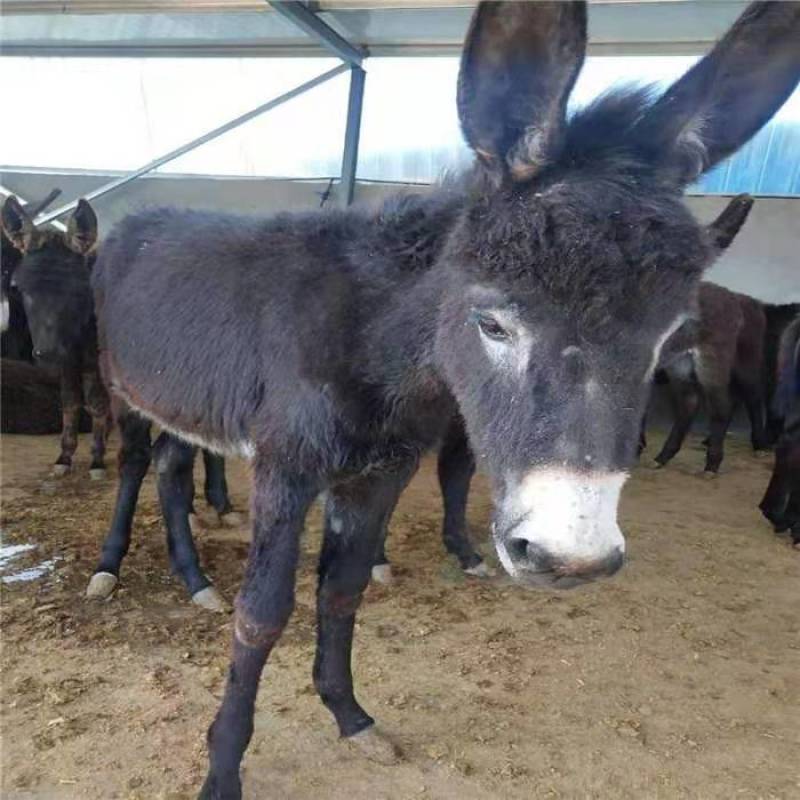 德州驴活体毛驴幼驴肉驴三粉驴乌头驴驴仔活苗改良肉驴出售小