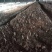 羊肚菌鲜品大量上市量大价优欢迎老板咨询基地一手货源