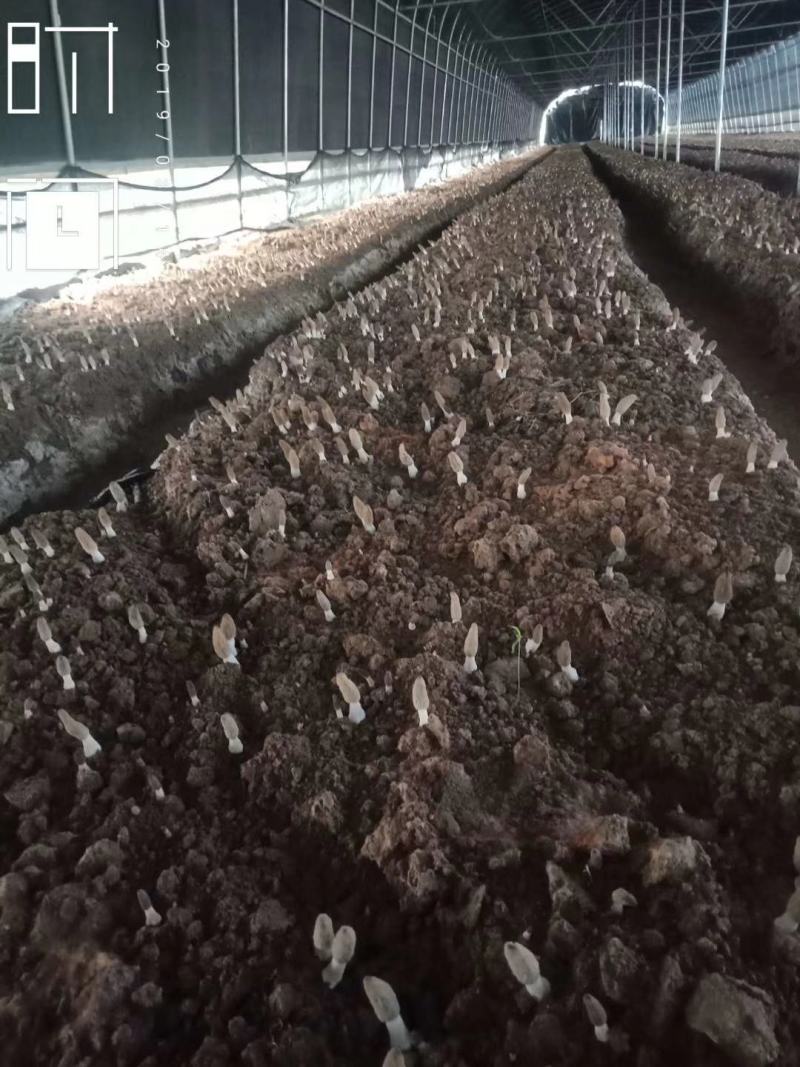 羊肚菌鲜品大量上市量大价优欢迎老板咨询基地一手货源