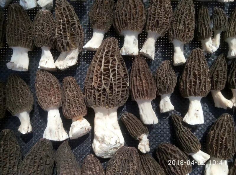 羊肚菌鲜品大量上市量大价优欢迎老板咨询基地一手货源