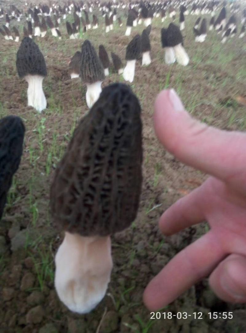 羊肚菌鲜品大量上市量大价优欢迎老板咨询基地一手货源