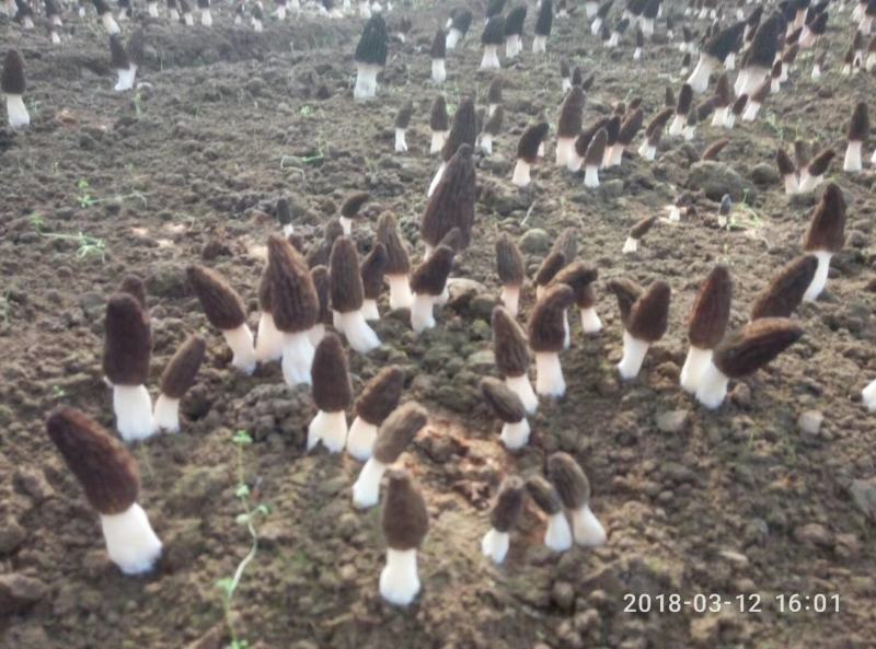羊肚菌鲜品大量上市量大价优欢迎老板咨询基地一手货源