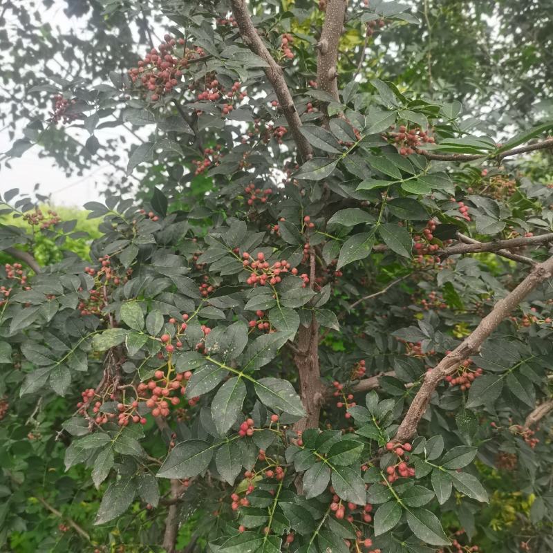 花椒苗大红袍花椒苗嫁接无刺花椒苗根系好易成活现挖