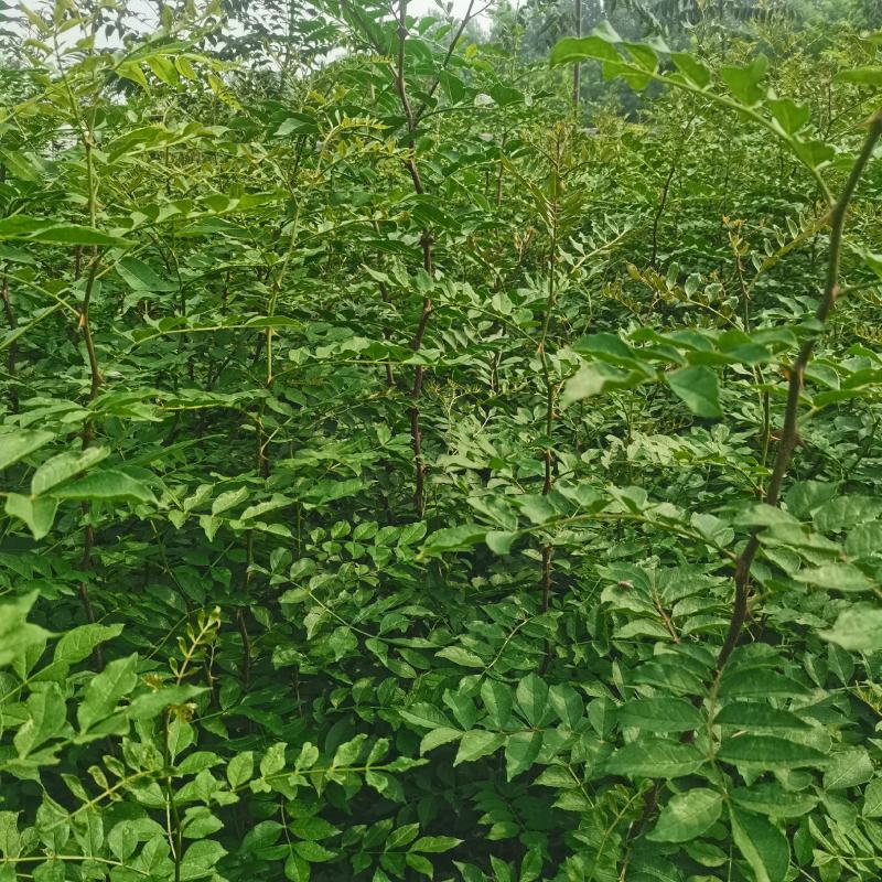 花椒苗大红袍花椒苗嫁接无刺花椒苗根系好易成活现挖