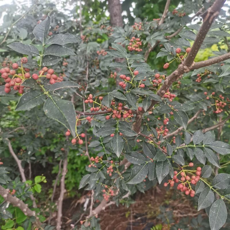 花椒苗大红袍花椒苗嫁接无刺花椒苗根系好易成活现挖