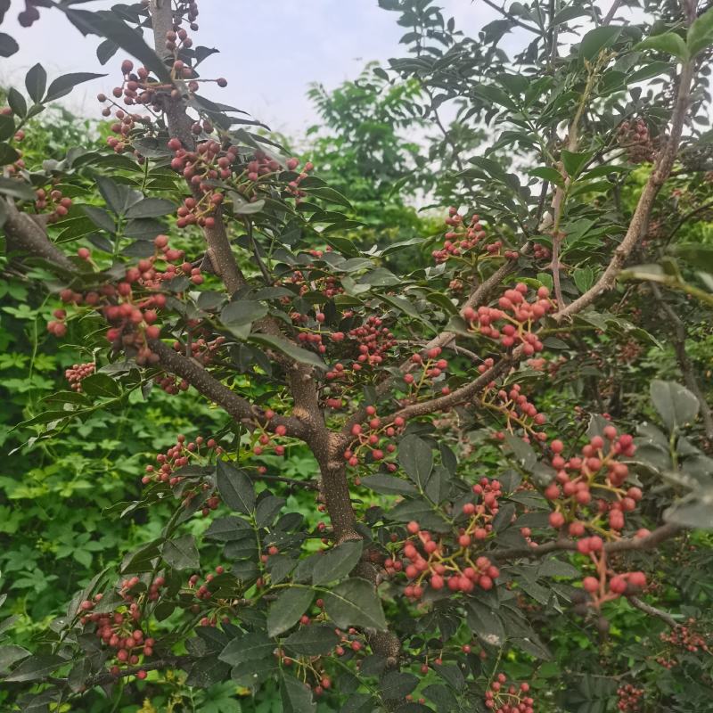 花椒苗大红袍花椒苗嫁接无刺花椒苗根系好易成活现挖
