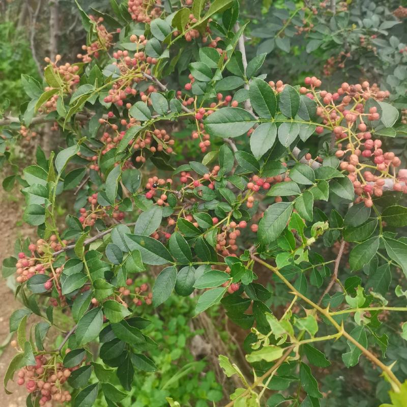 花椒苗大红袍花椒苗嫁接无刺花椒苗根系好易成活现挖