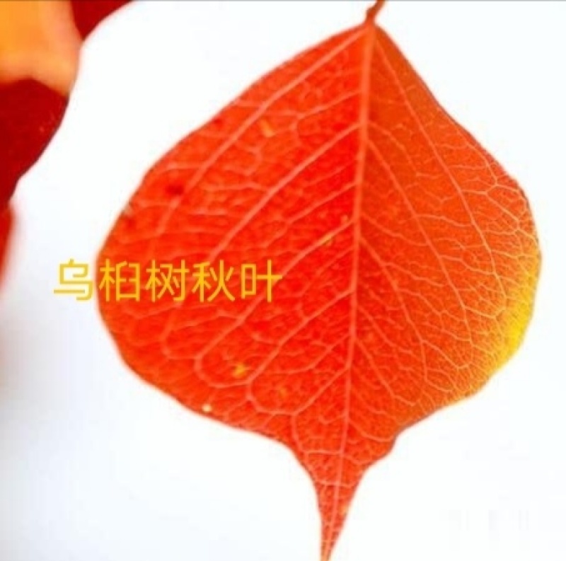 乌桕江苏产地彩色花卉造型乌桕丛生乌桕行到树点缀观赏树