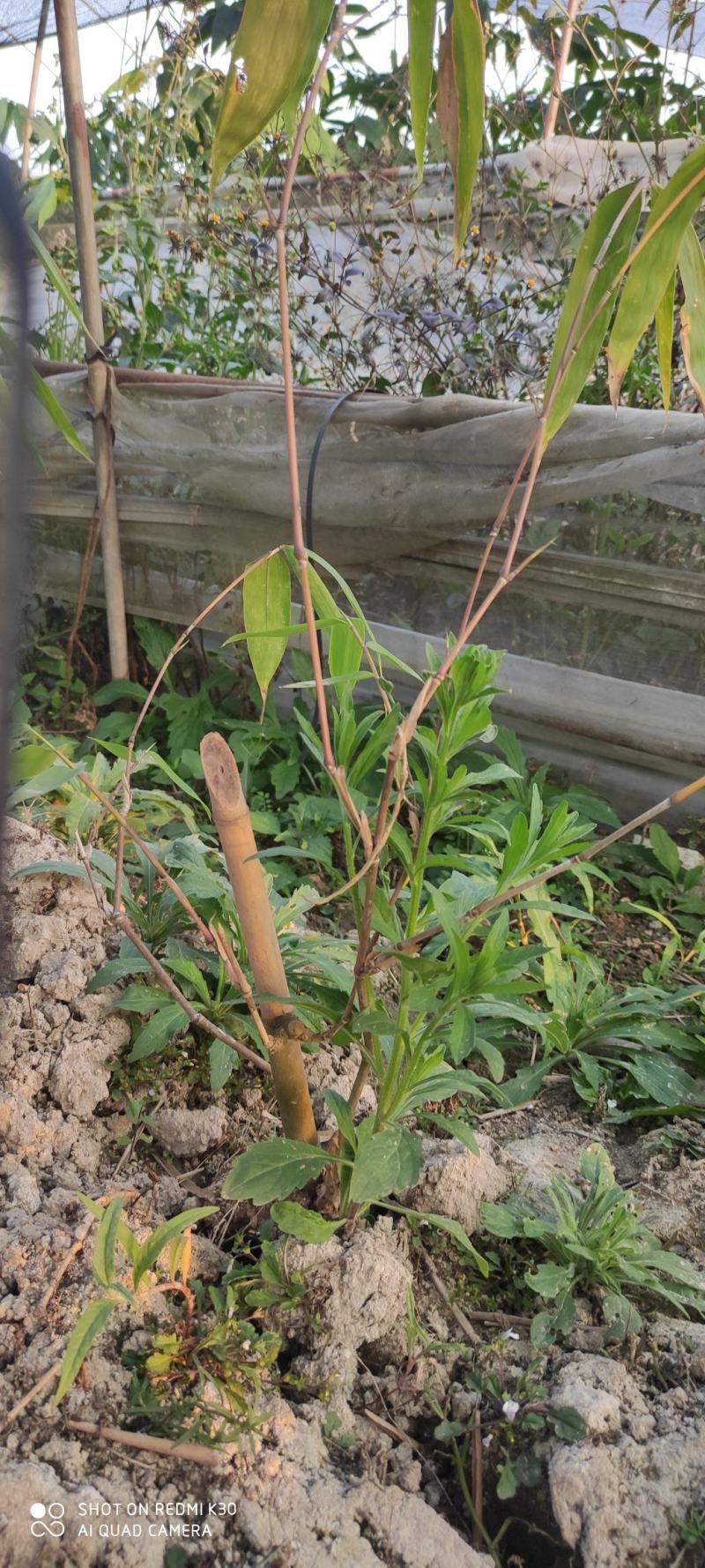 巨龙竹母竹苗巨龙竹母竹移植