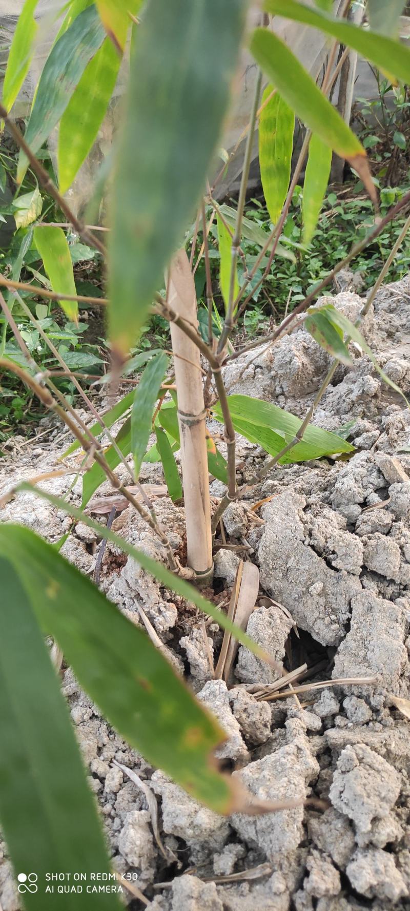 巨龙竹母竹苗巨龙竹母竹移植