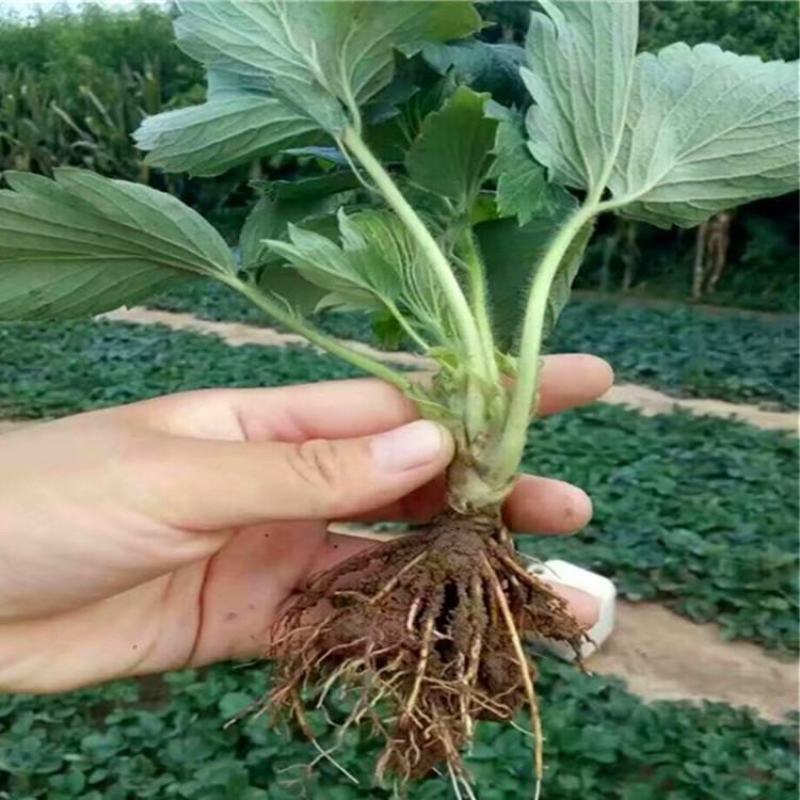 隋珠草莓苗白雪公主桃熏妙香奶油章姬甜宝草莓苗