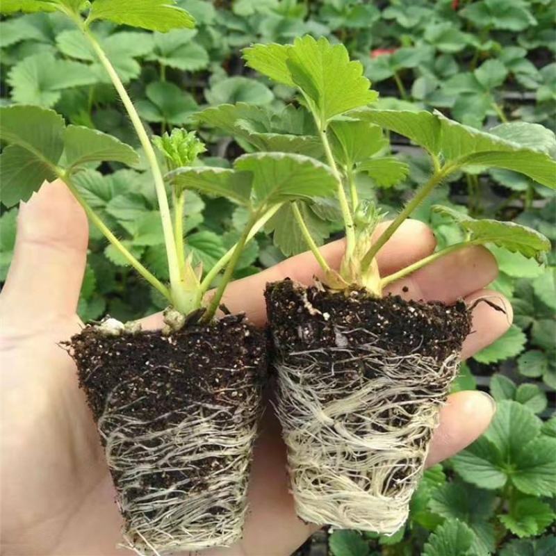 隋珠草莓苗白雪公主桃熏妙香奶油章姬甜宝草莓苗