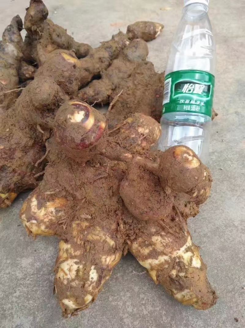 优质土茯苓苗，保证正品，生长速度快，包技术，包回收！