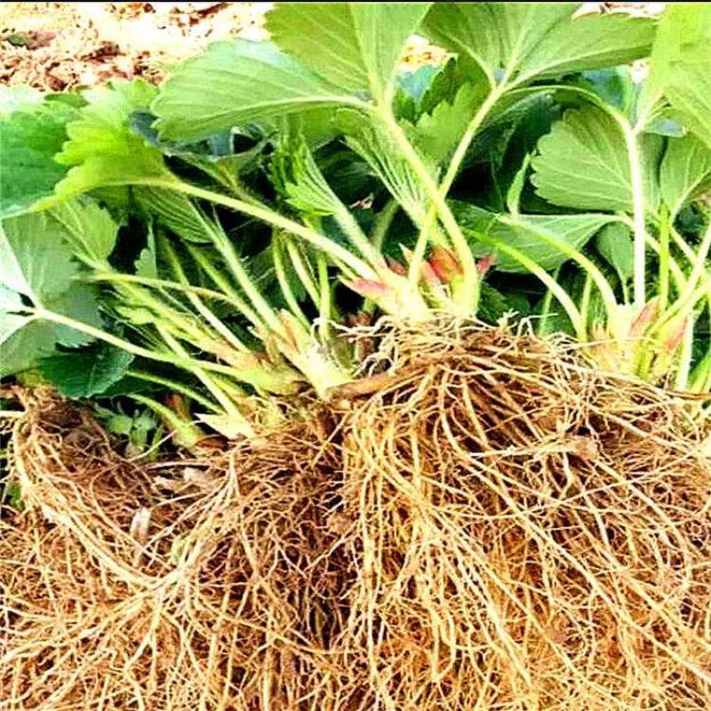 隋珠草莓苗白雪公主桃熏妙香奶油章姬甜宝草莓苗