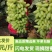 白鸡心葡萄青提绿缇皮薄甜度高无核大量