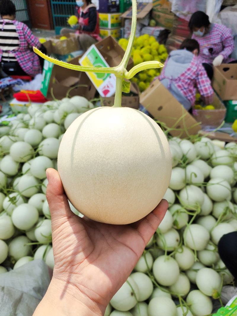 圣女果，千禧贝贝圆粉六号釜山88小柿子基地