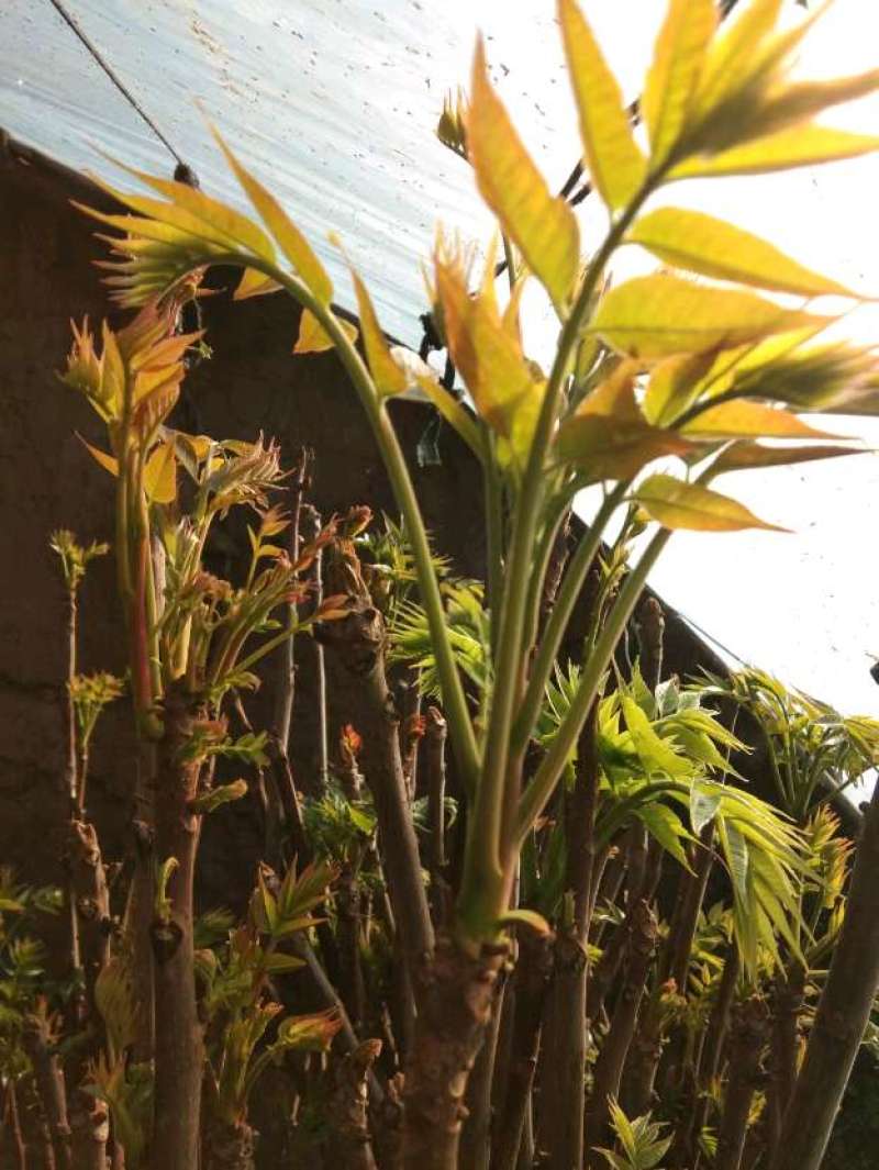 露天红油香椿，价格波动大，依当天价格为准，不支持一件代发