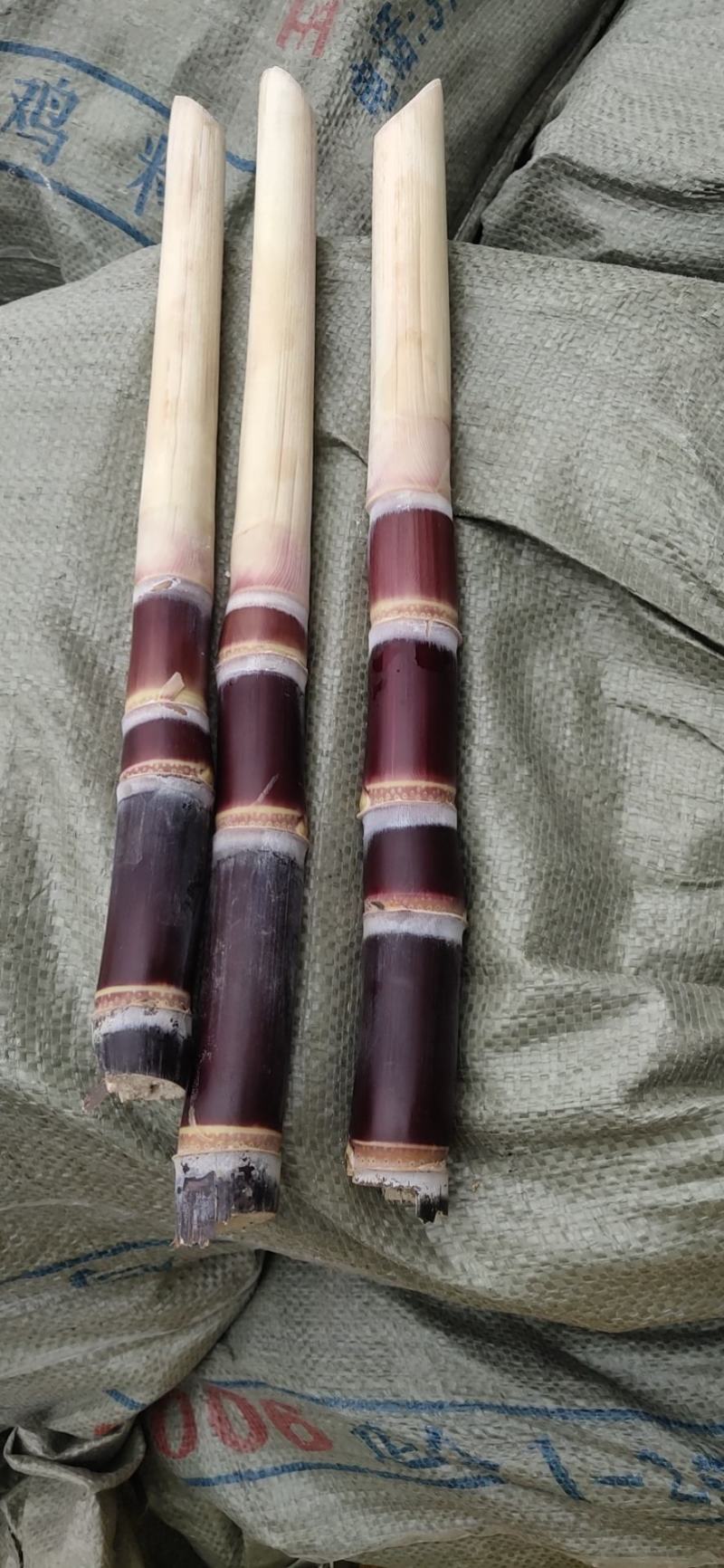 黑皮甘蔗种子优质甘蔗多汁，广西黑甘蔗种子高品质欢迎咨询