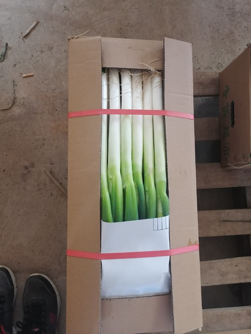 福建大葱毛葱内销出口净葱大量上市欢迎关注