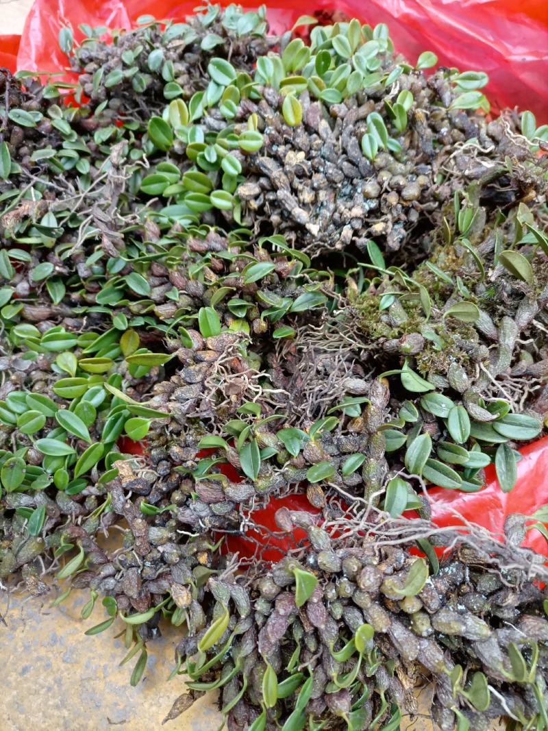 生长在高海拔崖壁的千年老鼠屎石斛。