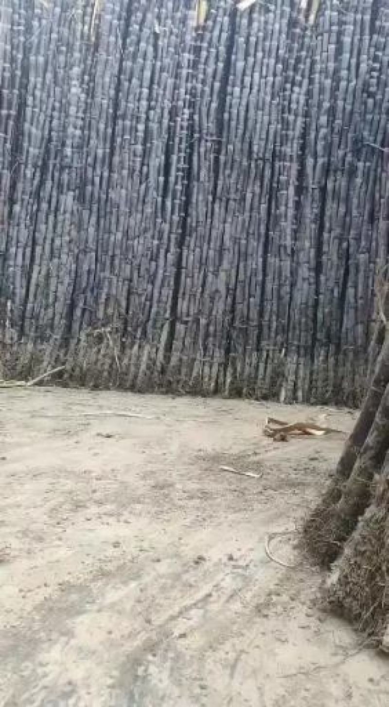 黑皮甘蔗种子优质甘蔗多汁，广西黑甘蔗种子高品质欢迎咨询