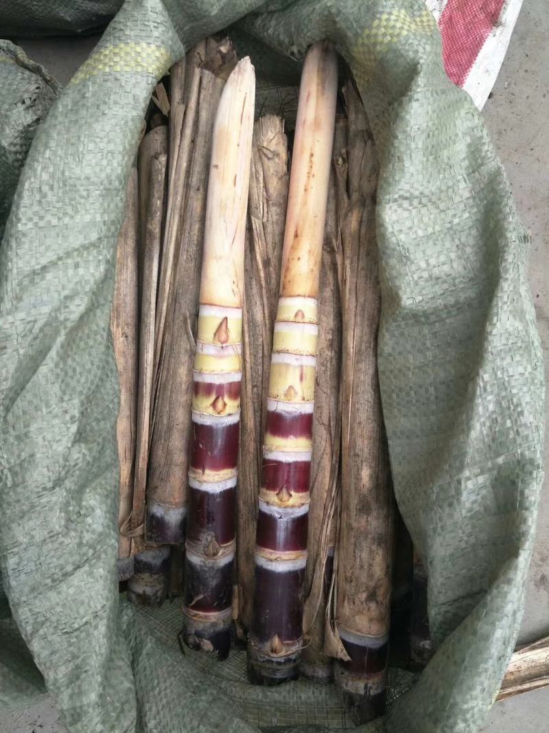 黑皮甘蔗种子优质甘蔗多汁，广西黑甘蔗种子高品质欢迎咨询