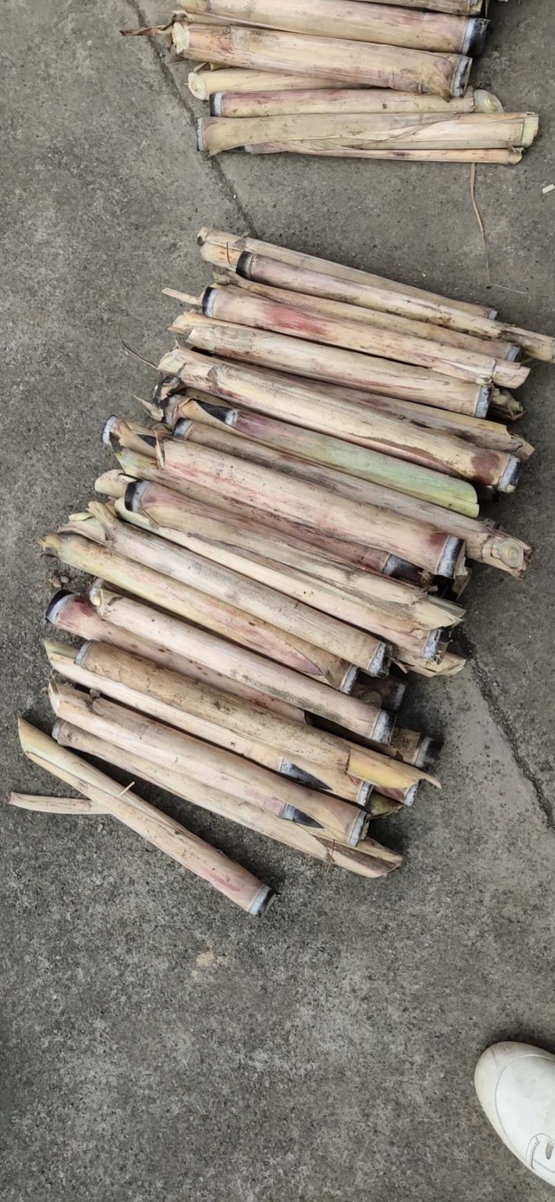 黑皮甘蔗种子优质甘蔗多汁，广西黑甘蔗种子高品质欢迎咨询