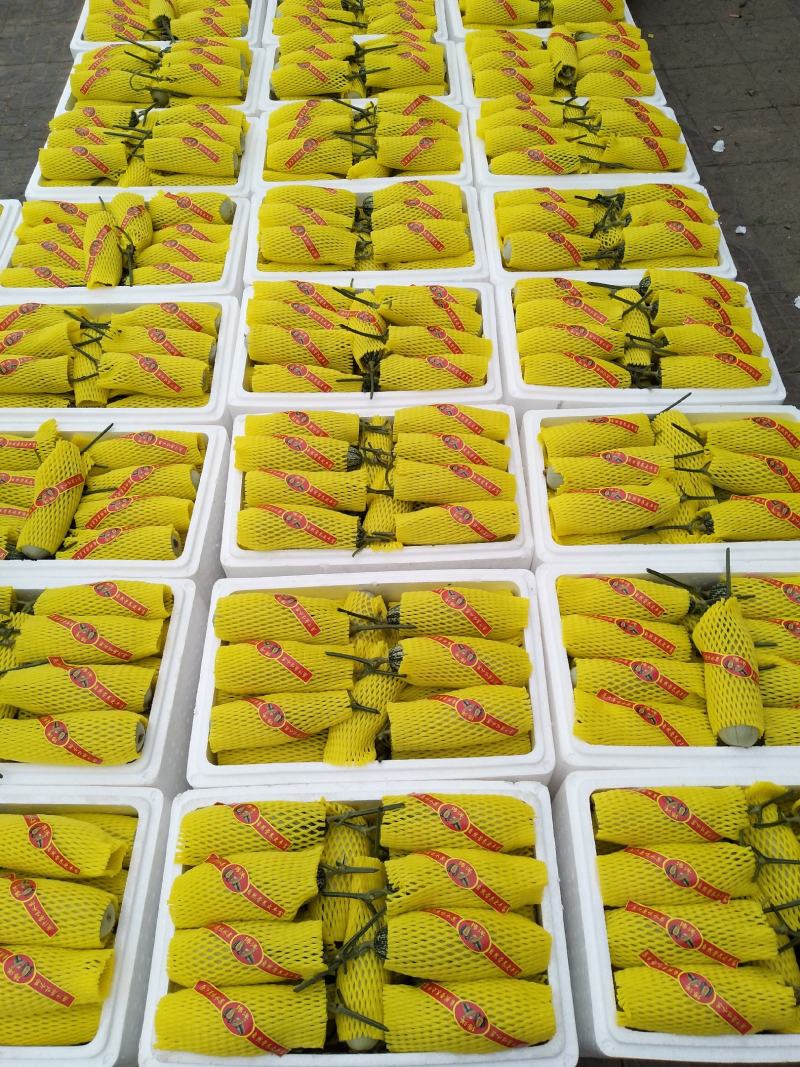 博洋甜瓜，博洋6号脆甜薄皮甜瓜，3月初上市