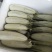 博洋甜瓜，博洋6号脆甜薄皮甜瓜，3月初上市