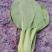 精品小青菜量大从优！